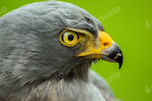 Preview: Roadside Hawk Portrait