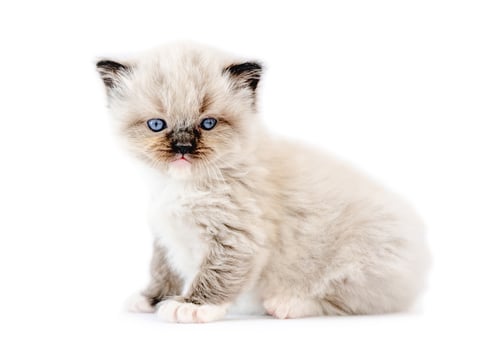 Preview: Ragdoll kitten isolated on white background