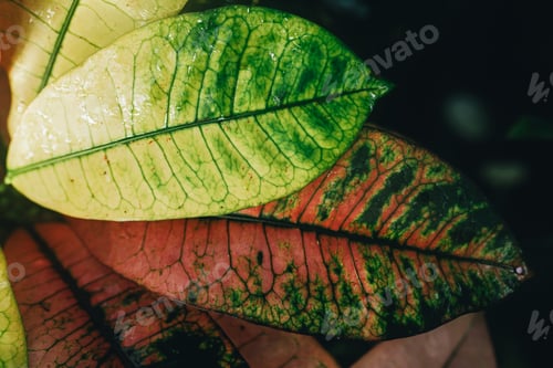 Preview: Colorful Tropical Leaves in Vibrant Green, Yellow, and Pink Hues