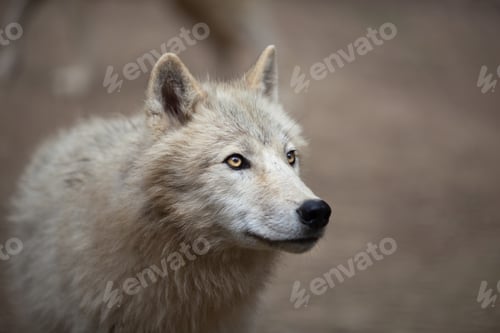 Preview: Arctic Wolf (Canis lupus arctos) aka Polar Wolf or White Wolf -