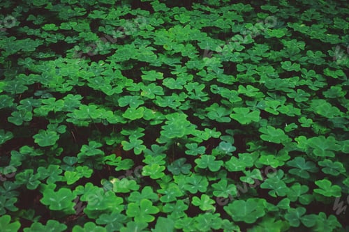 Preview: Beautiful shot of green clovers growing in a field