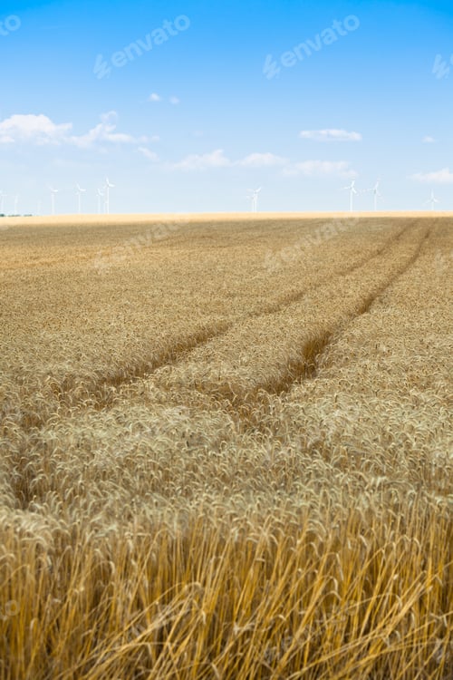 Preview: Ripe Cereal field