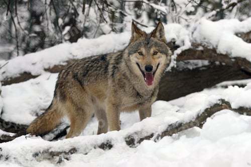 Preview: Timber wolf hunting in the forest