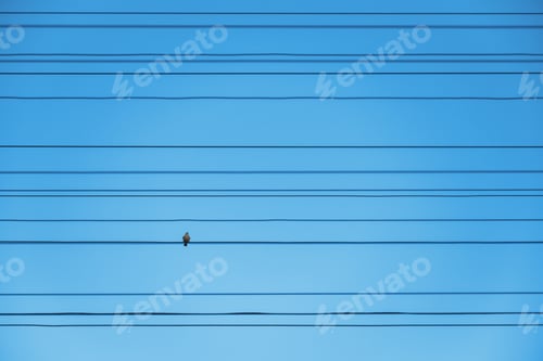 Preview: A lone bird sits on one of the many electrical wires