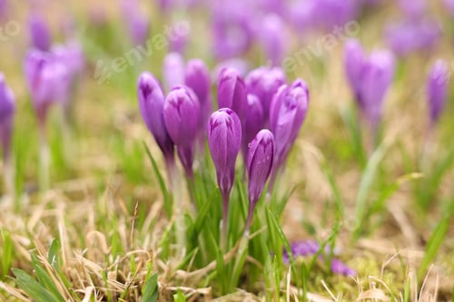Preview: Many beautiful flowers and grass growing outdoors, closeup