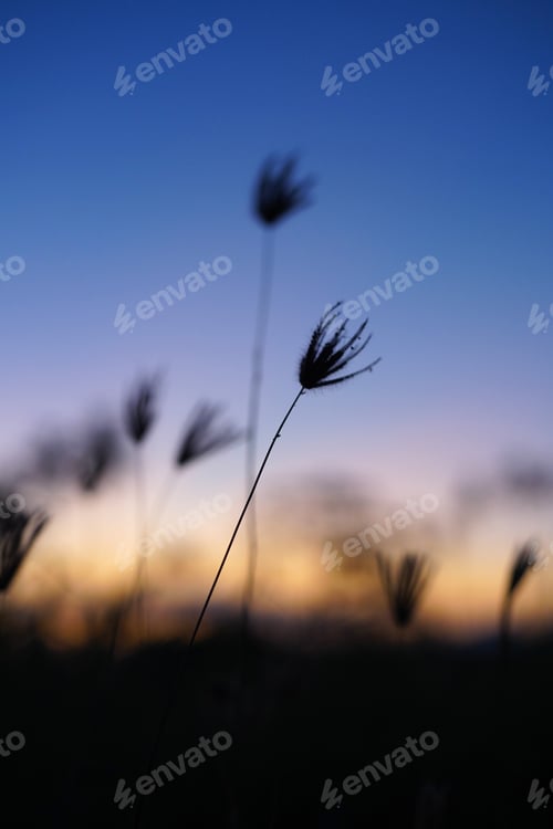 Preview: golden hour