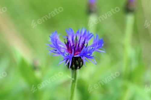 Preview: cornflower is a wild field herb with blue purple flowers in full bloom. cornflower herbaceous plants