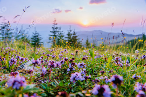 Preview: wildflowers in the mountains at sunset