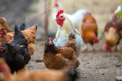 Preview: Group of grown healthy red and black hens and big white rooster outdoor walking