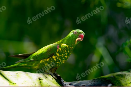 Preview: a green bird with brown and yellow spots on it's wings