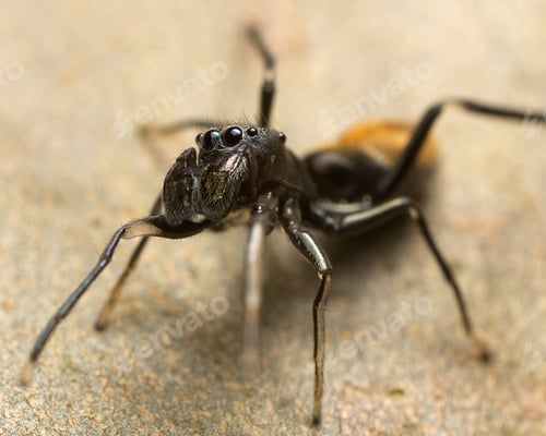 Preview: Ant mimicking spider