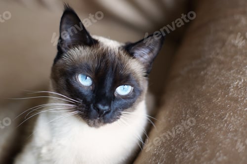 Preview: Closeup shot of an adorable Siamese cat with blue eyes
