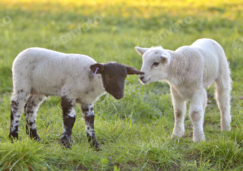 Preview: Two lambs