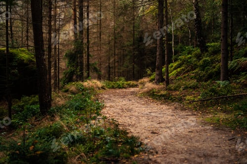 Preview: Closeup shot of a dark forest during the autumn.