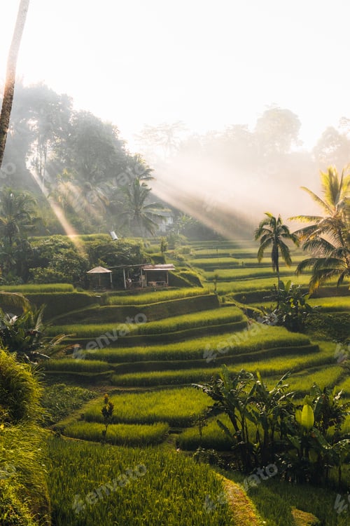 Preview: Morning view of Tegallalang Rice fields terraces in Ubud, Bali, Indonesia