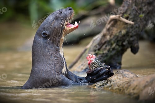 Preview: Close-up shot of a Giant otter enjoying its meal on a drawn tree in on of south American rivers