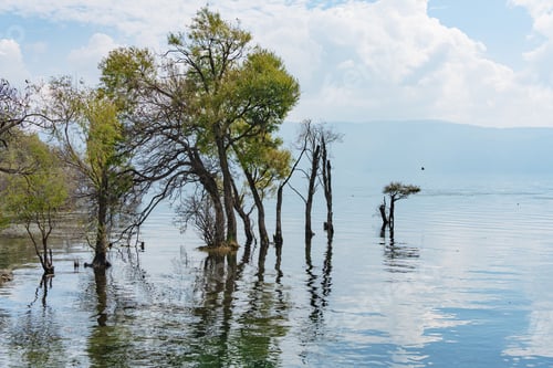 Preview: Trees reflecting in a tranquil lake
