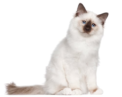 Preview: Birman kitten, 4 months old, sitting in front of white background