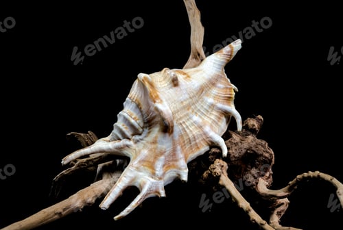 Preview: Lambis scorpius Shell on Driftwood black background