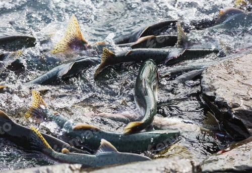 Preview: Spawning salmon