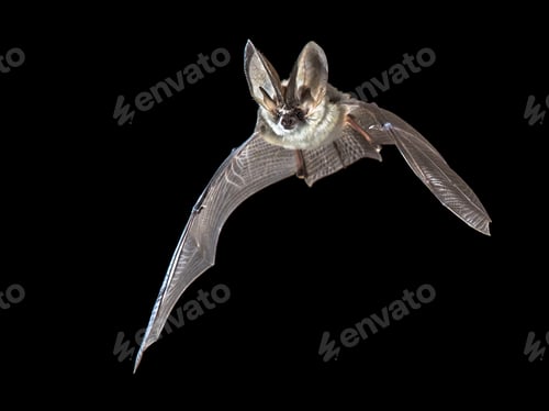 Preview: Flying Grey long eared bat