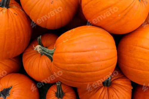 Preview: Pumpkins background.