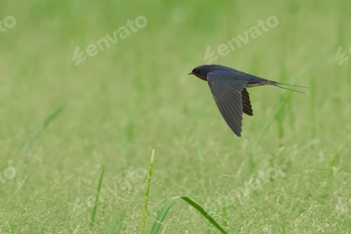 Preview: Swallow soaring freely across a lush meadow of tall grass, its wings outstretched