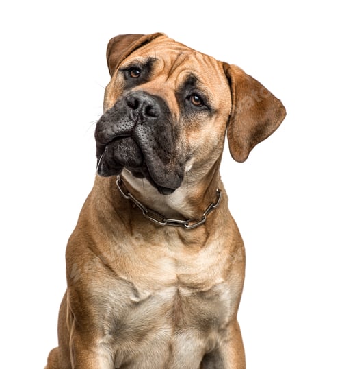 Preview: Close-up of a bullmastiff, isolated on white