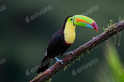 Preview: toucan, bird, colours, tropics