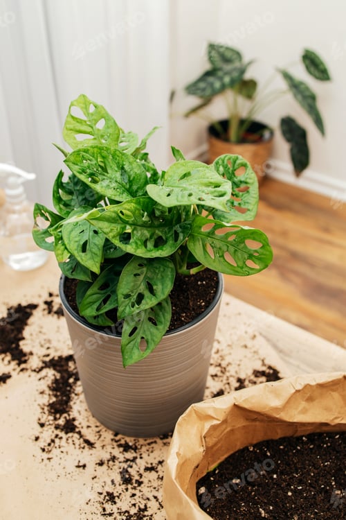 Preview: Home monstera flower after transplanting in a new pot. Landscaping at home