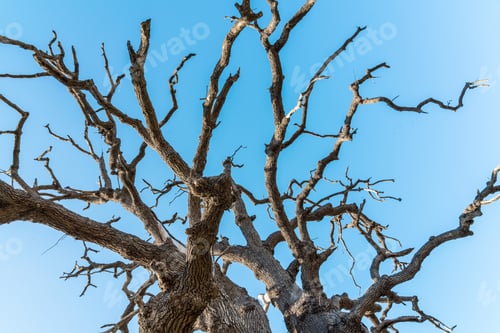 Preview: Bare oak tree with spreading branches