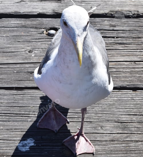 Preview: One seriously pissed off seagull