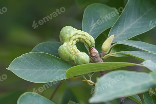 Preview: Saucer Magnolia (Magnolia X Soulangeana). Hybrid Between Magnolia Denudata And Magnolia Liliiflora