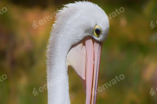 Preview: Pelican portrait