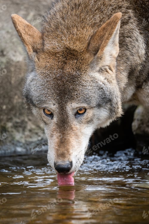 Preview: Red Wolf Drinking from a Stream