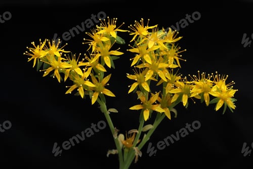 Preview: Close up goldmoss Stonecrop (Sedum acre) flower and leaves
