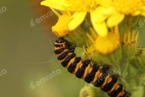 Preview: caterpillar, insect, nature, macro, butterfly, green, larva, animal, yellow, summer, wildlife, close
