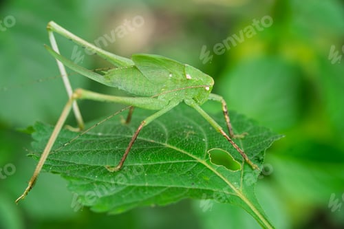 Preview: Giant Katydid - Stilpnochlora couloniana
