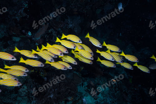 Preview: View of common bluestripe snapper fish swimming underwater.