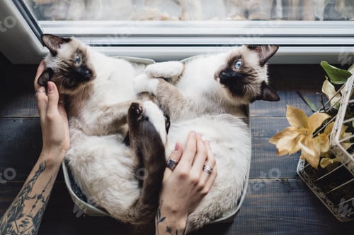 Preview: Cute siamese cats lying in boxes near the window