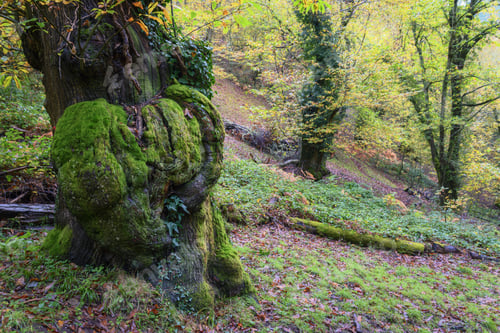 Preview: A large trunk of chestnut tree with a moss covered heart shaped intrusion