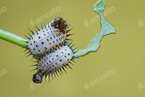 Preview: two beetle larvae