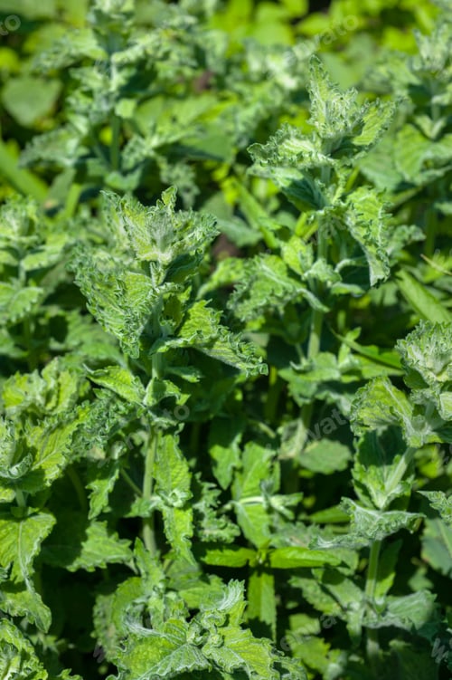 Preview: green nettle mint leaves, view above