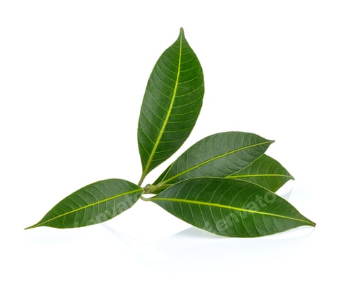 Preview: tropical leaf isolated on white background