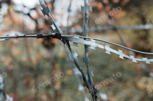 Preview: Barbed wire close-up on the background of the forest. Protected area, no entry. Blur the background