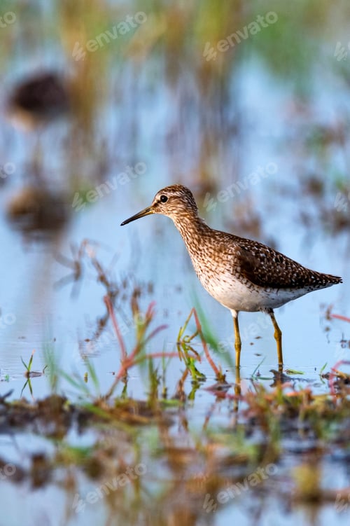 Preview: Tringa glareola or wood sandpiper in marshland
