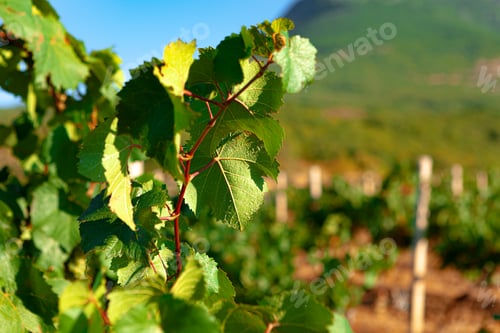 Preview: Grapes bush leaves in a vineyard close up