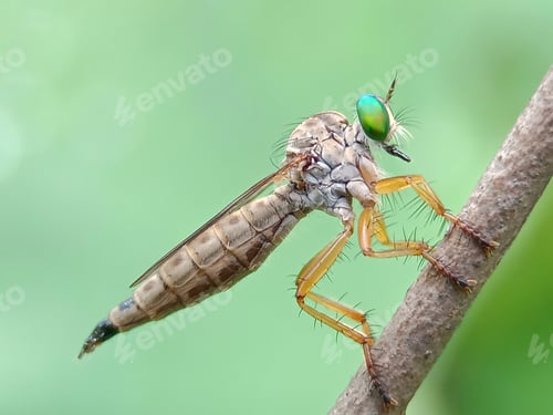Macro Photo of a Robber Fly on Stem