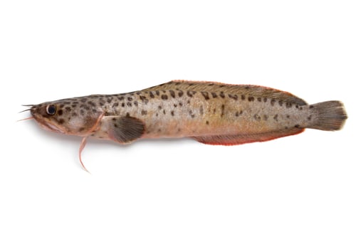 Preview: Single spotted wolffish
