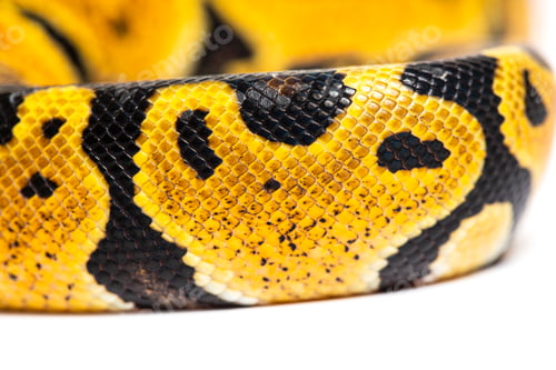 Preview: Detail macro of a Pastel ball python scales, Python Regius, isol